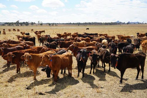 A herd of cows with strap mechanism around their necks. A herd of cows with strap mechanism around their necks.