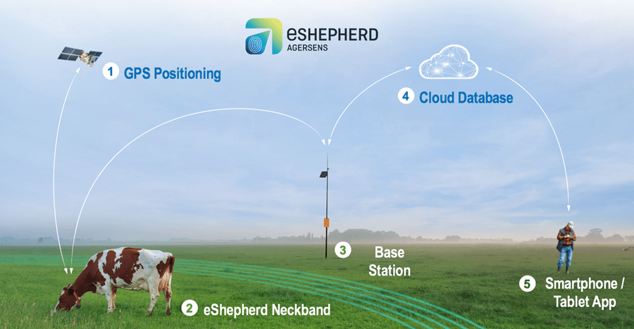 An illustration showing how the eShepherd system works. 1 A satellite provides GPS positioning. 2 The eShepherd Neckband is worn by the cow. 3 A base stations keeps track of the cow. 4 The cloud provides positional information to a cloud database. 6 The farm can access the cloud database from a smartphone or tablet app.