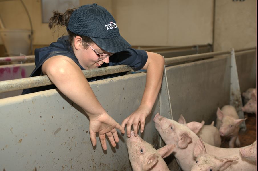 Someone leaning over wall to check on some piglets