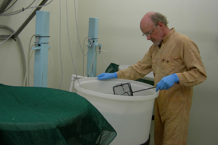 Person using a net in a large plastic tub