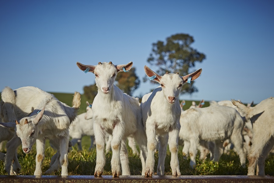 cute goats standing in a field