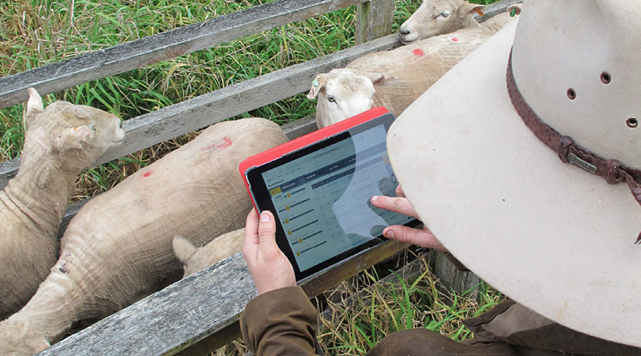 Farmer using digital technology for his sheep